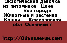 Экзотическая девочка из питомника › Цена ­ 25 000 - Все города Животные и растения » Кошки   . Кемеровская обл.,Осинники г.